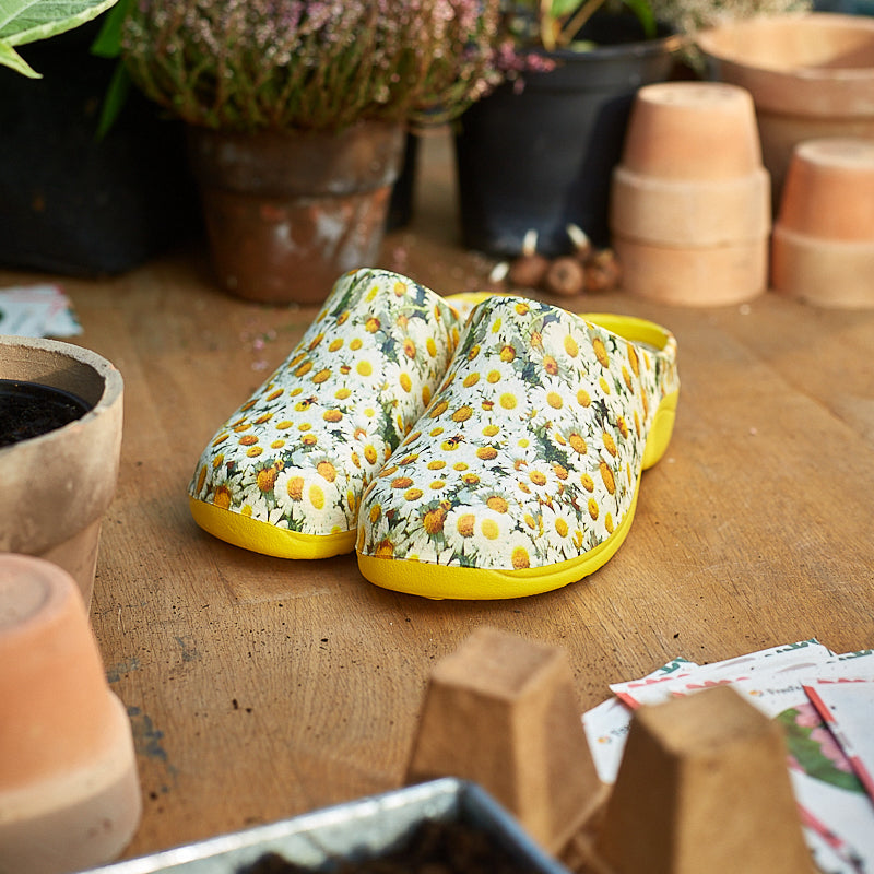 Havesko 'Daisy Lemon'